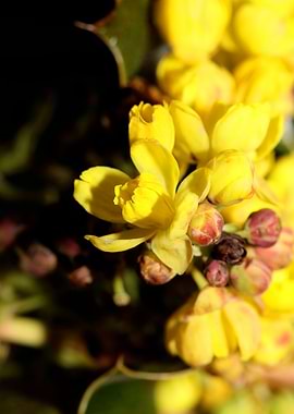 Berberis aquifolium flower