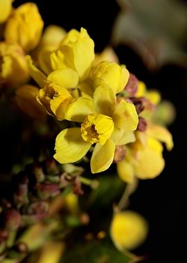 Berberis aquifolium flower