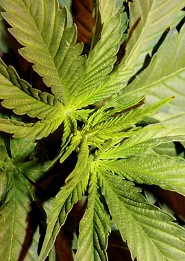 Cannabis indica leaves