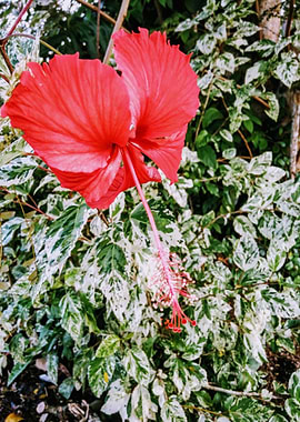 red long flower green
