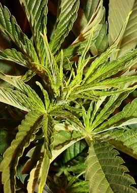 Cannabis indica leaves