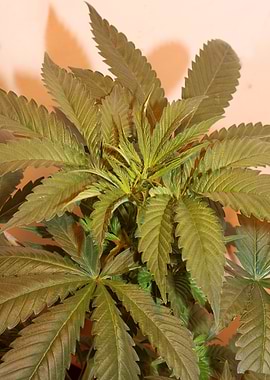 Cannabis indica leaves