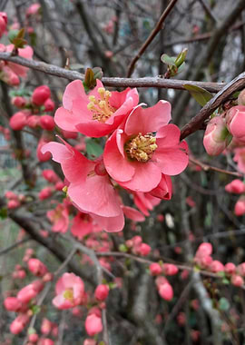 cognassier du japon 001