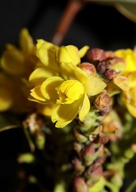 Berberis aquifolium flower