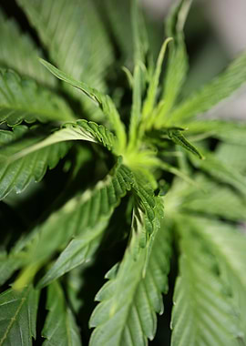 Cannabis sativa leaves