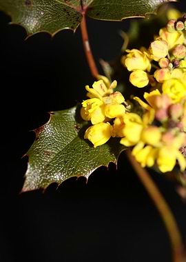 Berberis aquifolium flower