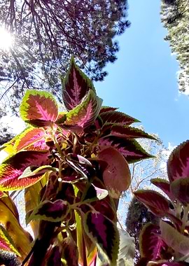 Pinkish Flowers Up View