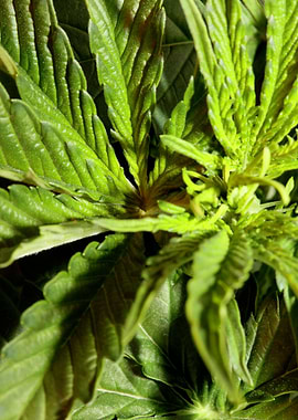 Cannabis indica leaves