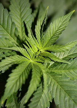 Cannabis sativa leaves