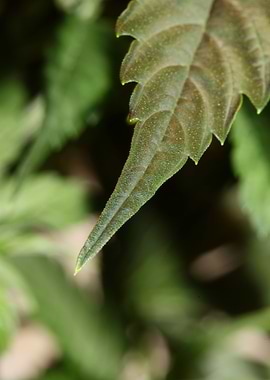 Cannabis sativa leaves
