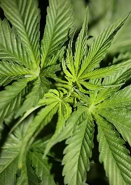 Cannabis indica leaves