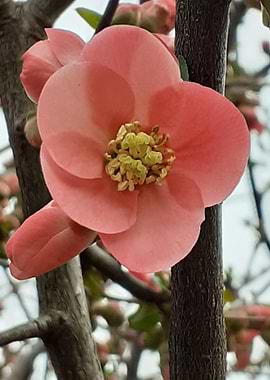 cognassier du japon 002