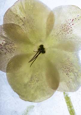 Lenten rose in ice 2