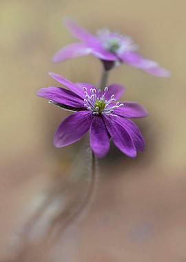 Blooming Hepatica