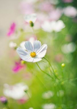 White and pink flowers