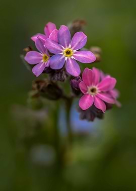 Forget me not