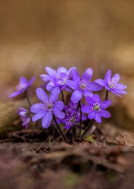 Hepatica in the park