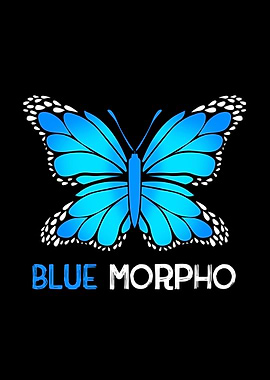 Blue Morpho Butterfly