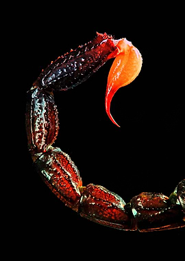 Scorpion tail