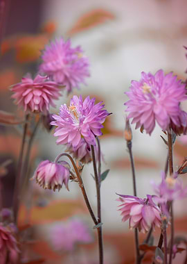 Pink and purple flowers