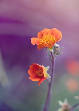 Orange flower,macro garden