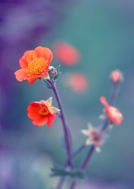 Orange flower,macro garden