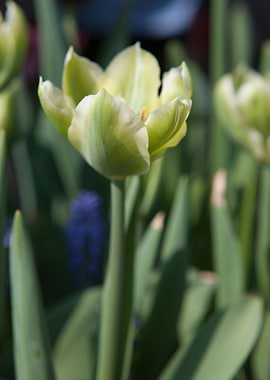 tulip flower in spring in