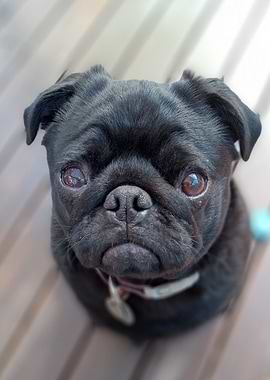 Classic Black Pug