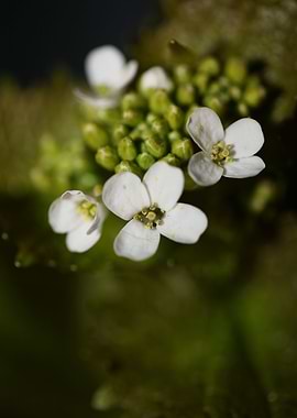 Diplotaxis erucoides macro