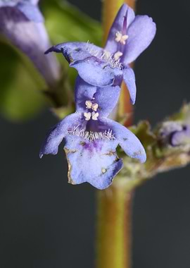 Glechoma hederacea flower