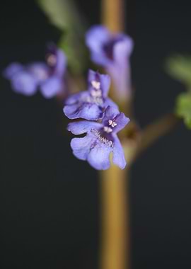 Glechoma flower Lamiaceae