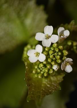 Diplotaxis flower macro