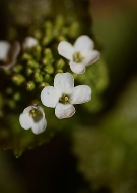 Diplotaxis flower macro