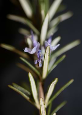 Rosmarinus flower blossom