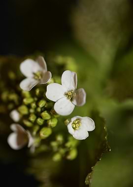 Diplotaxis erucoides macro
