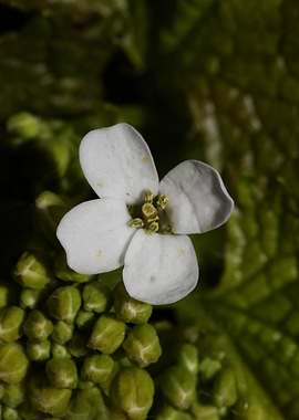 Diplotaxis flower macro