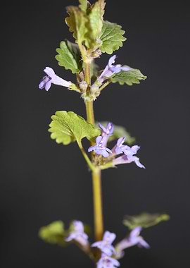 Glechoma flower Lamiaceae