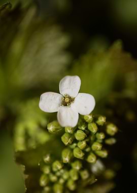 Diplotaxis flower macro