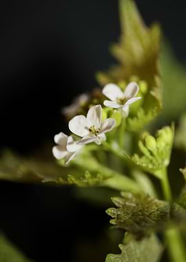 Diplotaxis flower macro