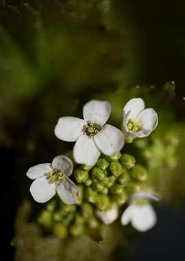 Diplotaxis erucoides macro