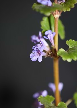 Glechoma hederacea flower