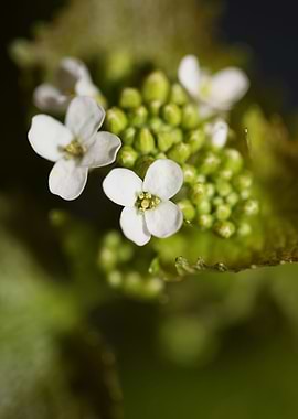 Diplotaxis erucoides macro