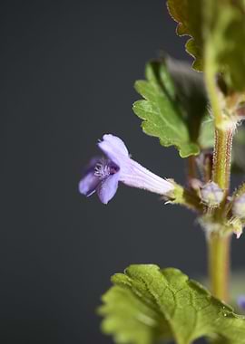 Glechoma flower Lamiaceae