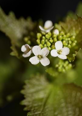 Diplotaxis erucoides macro