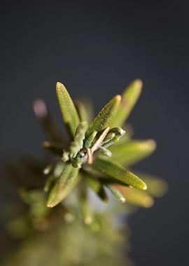 Rosmarinus flower close up