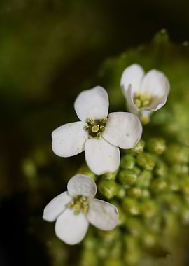 Diplotaxis erucoides macro