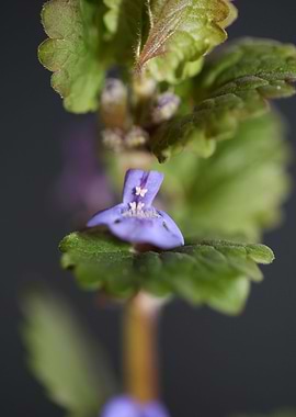 Glechoma flower Lamiaceae