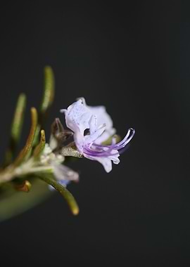 Rosmarinus flower close up