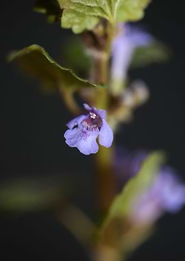 Glechoma flower Lamiaceae