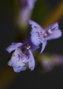 Glechoma hederacea flower